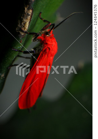 red long-horned beetle, Aristobia approximator, beetle on plant red long-horned beetle, Aristobia approximator, beetle on plant 124845376