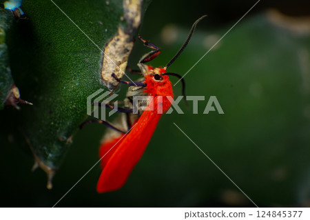 red long-horned beetle, Aristobia approximator, beetle on plant red long-horned beetle, Aristobia approximator, beetle on plant 124845377