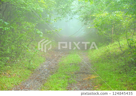 新綠與晨霧交織的山路 [長野縣] 124845435