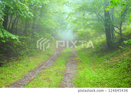 新綠與晨霧交織的山路 [長野縣] 124845436