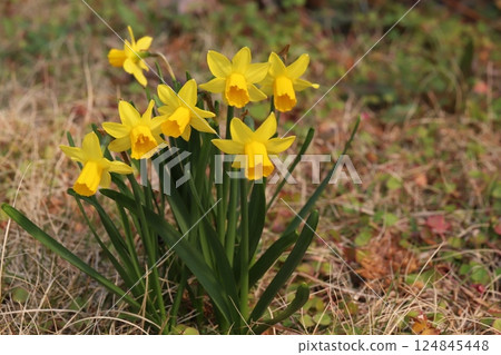 早春花園中盛開的黃色小水仙花（tetarte） 124845448