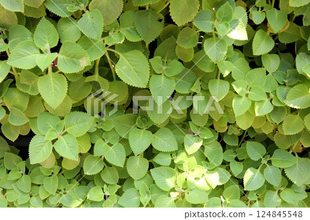 Mexican mint growing with sunlight. 124845548