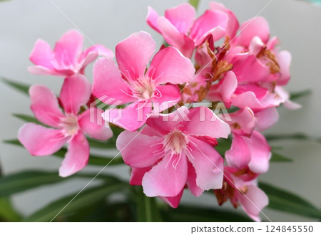 Pink Nerium oleander blooming on bunch with leaves. 124845550