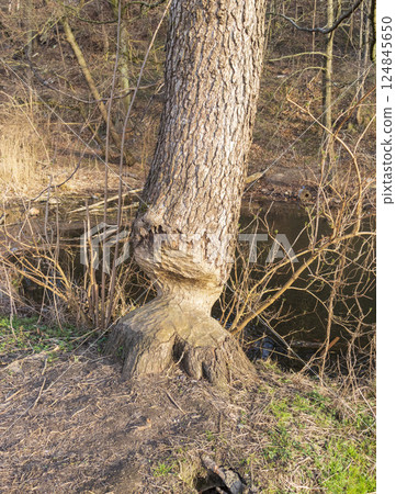 Shot of the tree gnawed by beaver Shot of the tree gnawed by beaver 124845650