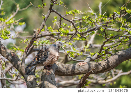 Turtle dove (Streptopelia orientalis) 124845676