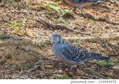 Turtle dove (Streptopelia orientalis) 124845678