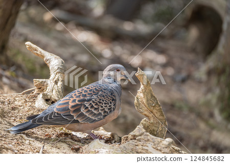 Turtle dove (Streptopelia orientalis) Turtle dove (Streptopelia orientalis) 124845682