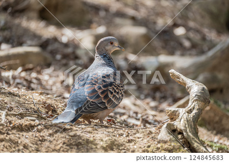 Turtle dove (Streptopelia orientalis) Turtle dove (Streptopelia orientalis) 124845683