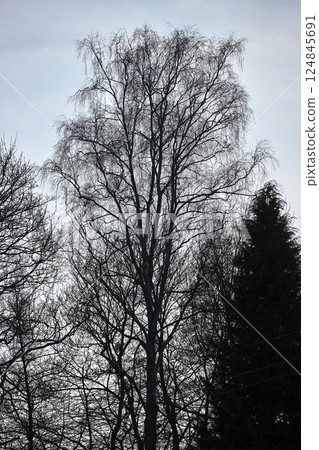 Bare tree branches tall woods Bare tree branches tall woods 124845691
