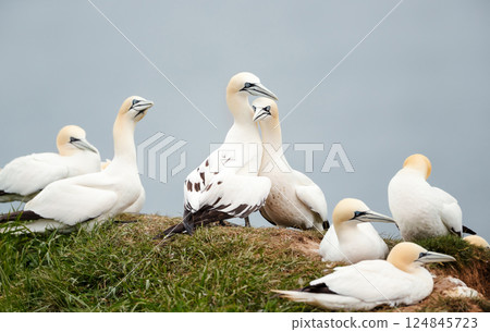 Northern gannets nesting on a sea cliff 124845723