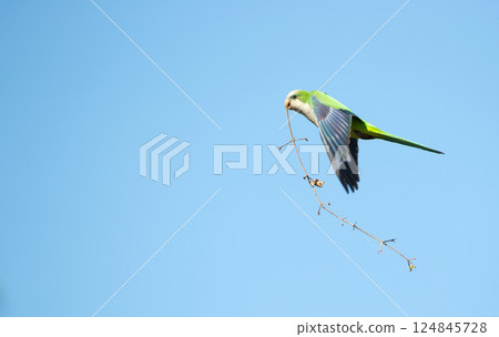 Monk parakeet in flight with nesting material in its beak Monk parakeet in flight with nesting material in its beak 124845728
