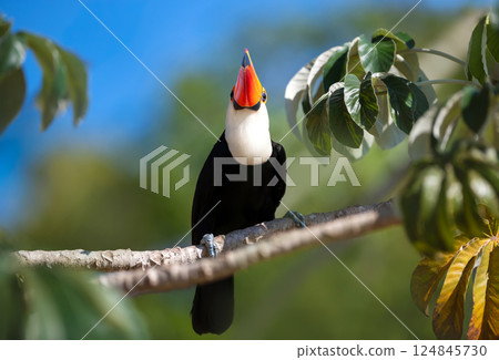 Toco Toucan perched in a tree, Pantanal, Brazil Toco Toucan perched in a tree, Pantanal, Brazil 124845730