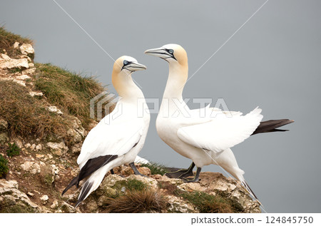 Pair of Northern gannets nesting on cliff Pair of Northern gannets nesting on cliff 124845750