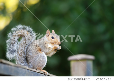 Portrait of a cute curious grey squirrel standing on a garden fence 124845752