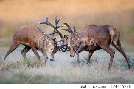 Red deer stags fighting during the rutting season in autumn 124845756