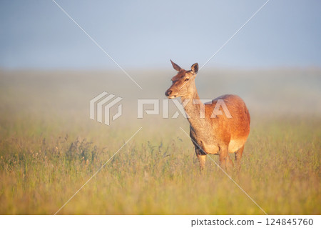 Red deer hind standing in green grass in spring 124845760