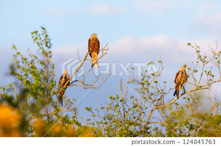 Group of Red kites perched in a tree against blue sky 124845763
