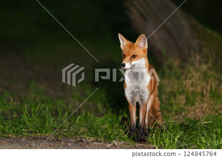 Portrait of a cute red fox standing in a forest at night 124845764