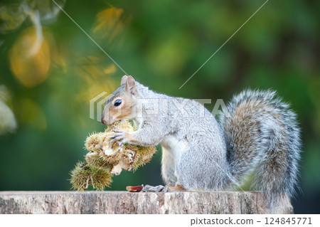 Grey squirrel eating sweet chestnut fruits in autumn 124845771