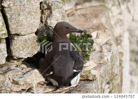 Portrait of a Common guillemot nesting on a sea cliff Portrait of a Common guillemot nesting on a sea cliff 124845787