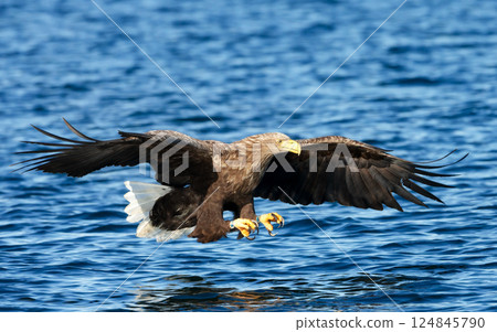 White-tailed sea eagle in flight with the powerful claws catching a fish White-tailed sea eagle in flight with the powerful claws catching a fish 124845790