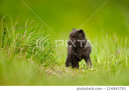 Cute Arctic fox cub standing in a meadow Cute Arctic fox cub standing in a meadow 124845791