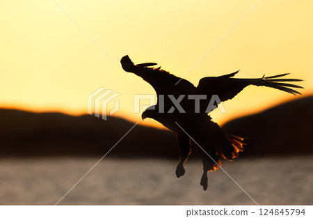 White-tailed sea eagle in flight at sunset 124845794