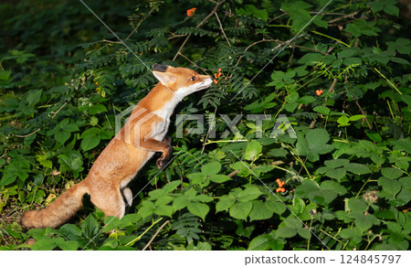 Portrait of a red fox eating rowan berries in a forest 124845797