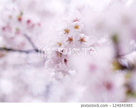 Cherry blossoms swaying in the wind and rain 124845985