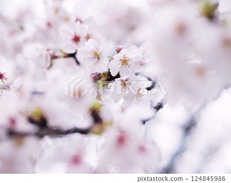 Cherry blossoms swaying in the wind and rain 124845986