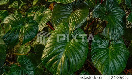 Tree leaves natural leaves Tropical nature of the Asian tropics Natural leaf concept as background 124846002