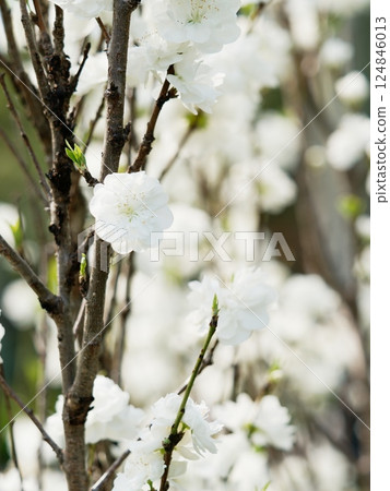 白梅花 白梅花 124846013