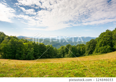 alpine meadows on a sunny summer morning. carpathian woodland ecosystem. rolling landscape with beech forest on the slope. distant chornohora mountain ridge beneath a blue sky with fluffy clouds 124846033