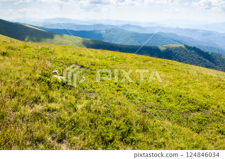 rolling scenery with grassy alpine meadow. spectacular view. scenic carpathian mountain landscape of borzhava ridge. popular travel destination of ukraine on a sunny day in summer. lush alps 124846034