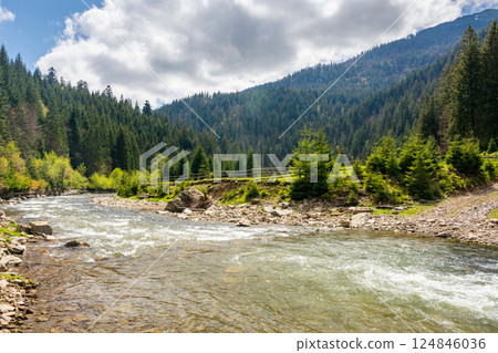 river flowing through green valley in spring. remote dale. spruce forest on hill. picturesque nature in rural area of carpathian mountains. calm day for travel ukraine under blue sky with clouds 124846036