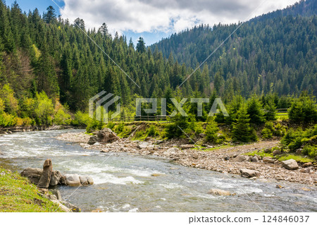 river flowing through green valley in spring. spruce forest on hill. picturesque nature in rural area of carpathian mountains. alpine woodland. calm day for travel ukraine under blue sky with clouds 124846037