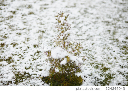 Young coniferous tree in a snow-covered lawn after spring snowstorm in garden setting Young coniferous tree in a snow-covered lawn after spring snowstorm in garden setting 124846043
