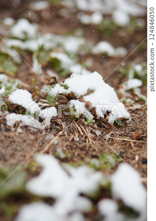 Close-up of melting snow on strawberry leaves after early frost 124846050