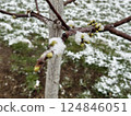 Tree branch with early buds covered in snow in a garden during a surprising spring snowfall 124846051
