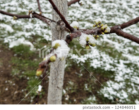 Tree branch with early buds covered in snow in a garden during a surprising spring snowfall Tree branch with early buds covered in snow in a garden during a surprising spring snowfall 124846051