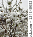 A spring bush with emerging leaves covered in snow after a sudden temperature drop and late frost 124846052