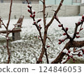 Blossoming buds on spring tree branch blanketed in snow during rare seasonal anomaly 124846053