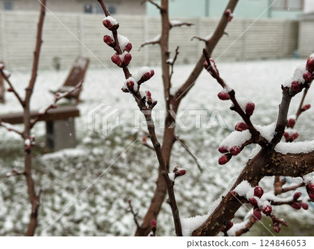 Blossoming buds on spring tree branch blanketed in snow during rare seasonal anomaly 124846053