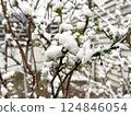 Closeup of green shrub with leaves and snow during abnormal spring snowstorm 124846054