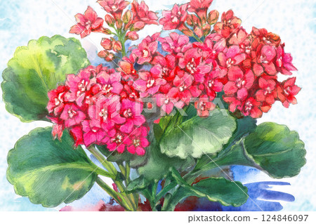 Kalanchoe *Spring flower background material 124846097