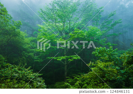 A forest of fresh greenery shrouded in morning mist [Nagano Prefecture] 124846131