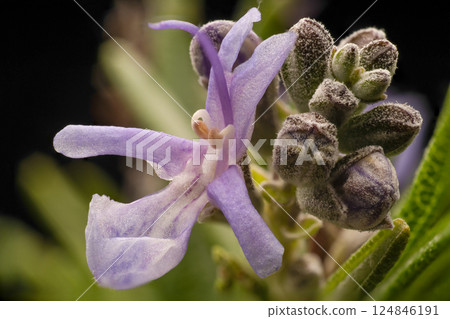 迷迭香花 迷迭香花 124846191