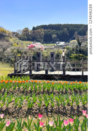 道之站原尻瀑布的鬱金香與吊橋 道之站原尻瀑布的鬱金香與吊橋 124846289