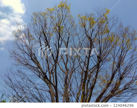 公園裡的櫸樹開始冒出春芽 公園裡的櫸樹開始冒出春芽 124846296