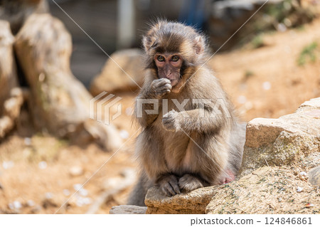 日本獼猴嵐山猴子公園岩田山 日本獼猴嵐山猴子公園岩田山 124846861